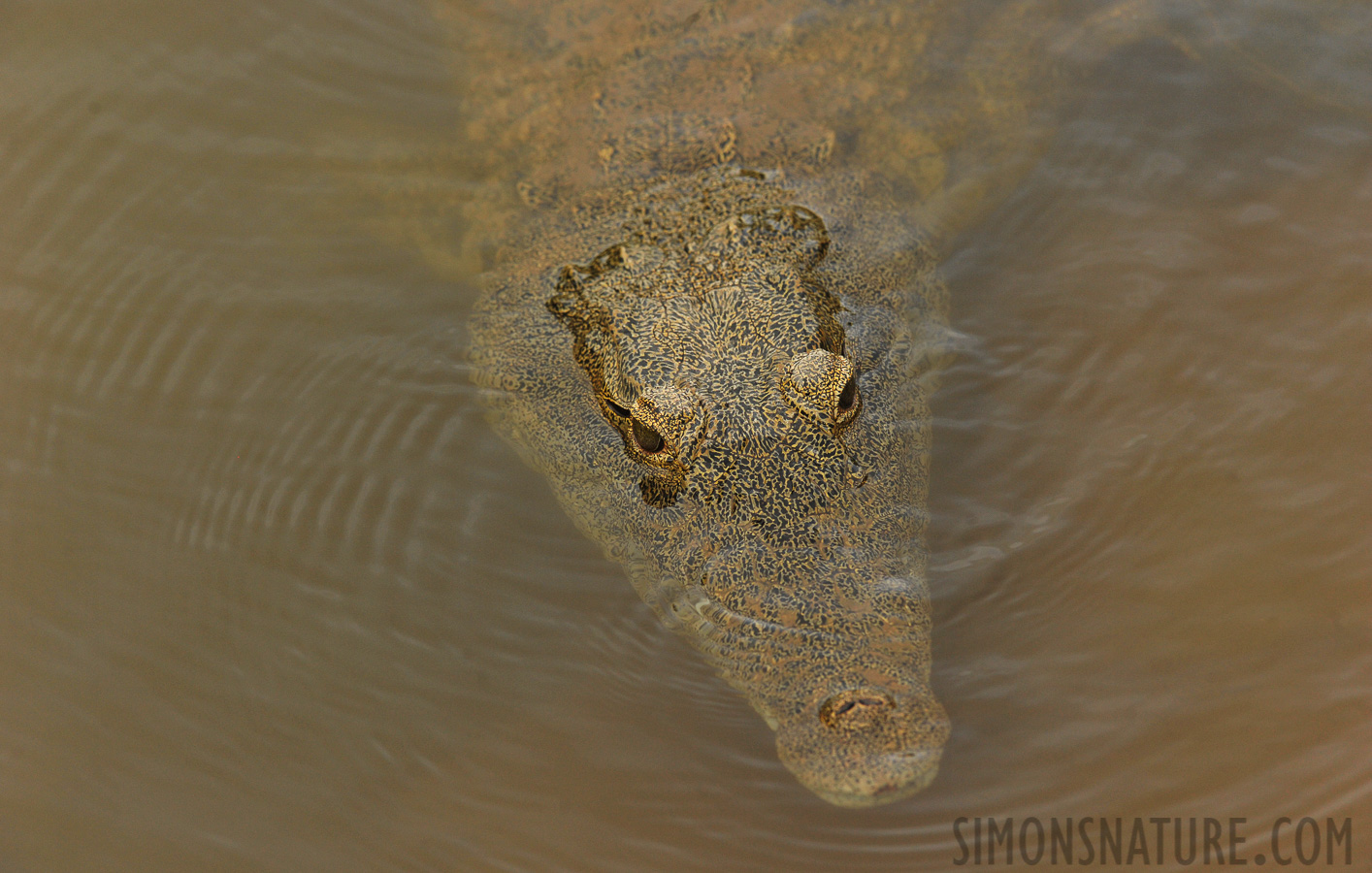 Crocodylus niloticus cowiei [280 mm, 1/640 Sek. bei f / 8.0, ISO 1600]